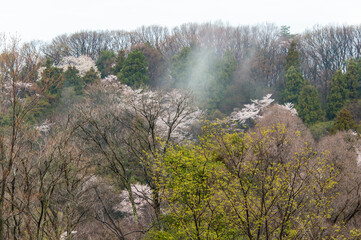 Obraz na płótnie Canvas 山の桜と朝靄と新緑