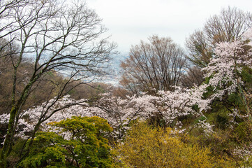 満開に咲いている山の桜