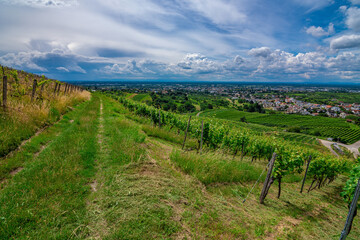 Green grapevine in Bühl, Black Forest, Germany, on a sunny summer day with a blue sky and beautiful white clouds