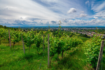 Fototapeta na wymiar Green grapevine in Bühl, Black Forest, Germany, on a sunny summer day with a blue sky and beautiful white clouds