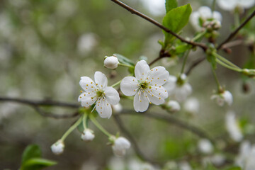 Cherry tree blooming in spring