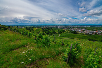 Green grapevine in Bühl, Black Forest, Germany, on a sunny summer day with a blue sky and beautiful white clouds