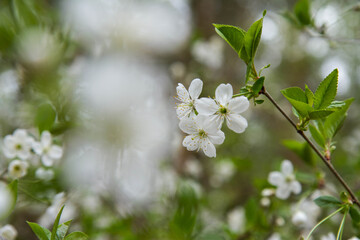 Cherry tree blooming in spring