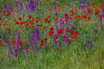 Nature's spring adventure, flowers and colors
