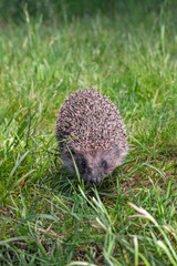 Hedgehog on the green grass, front view