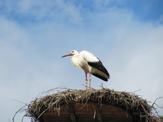 Storch