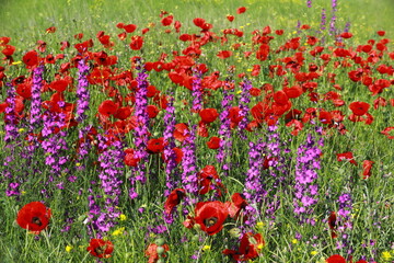 Nature's spring adventure, flowers and colors
