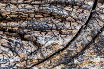 Background very old textured crack wood with lines.
