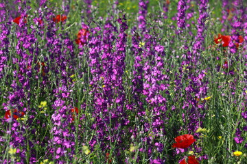 Obraz premium Nature's spring adventure, flowers and colors 