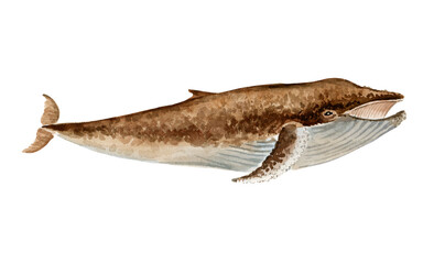 Handdrawn brown humpback whale. Watercolor illustration isolated on white.