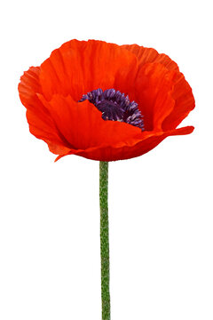 Blooming poppy image of unprecedented beauty, as well as a symbol of unfading youth