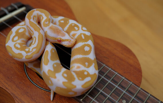 Lovely snake ball python on ukulele, it is a recessive gene with morph albino 