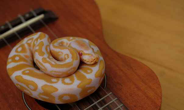 Lovely snake ball python on ukulele, it is a recessive gene with morph albino 