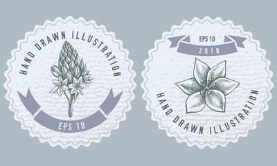 Monochrome labels design with illustration of ornithogalum