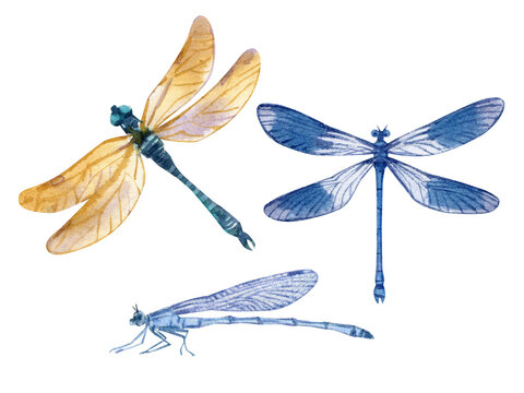 Hand drawn watercolor set of colorful dragoflies isolated on white.