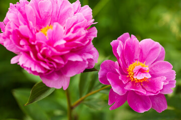 Amazing beautiful pink peonies in the garden. Blurred background. Close up. Space for a text. 