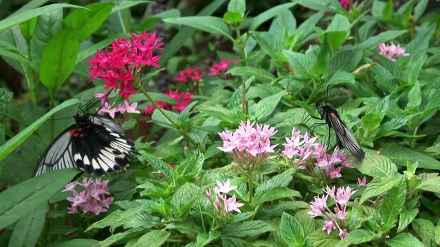 Papilio memnon Linnaeus. Great Mormon Butterfly feeding on nectar. Female. Nagasaki ageha. Closeup shot. 4K
