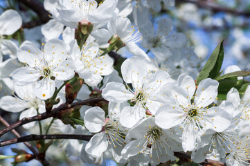 Obraz premium Branches of blossoming apricot macro