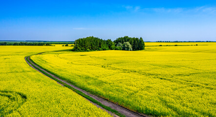 Aerial, in the middle of a field of flowering rapeseed is a small forest and a dirt road leading to it, yellow rapeseed flowers against the blue sky.