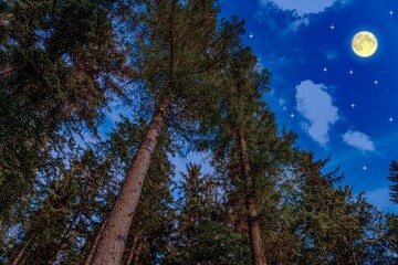 night sky in a pine forest, full moon tranquility of nature © yaalan