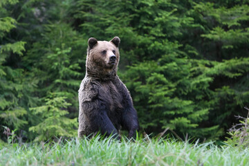 Alerted majestic brown bear standing on hind legs on a rainy day in forest meadow.