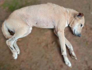 Indian dog sleeping