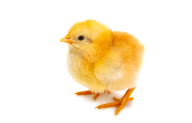 chicken isolated