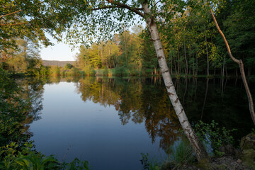 birch and lake in forest