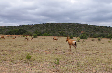 Naklejka na ściany i meble Kuhantilopen im Naturreservat im National Park Südafrika
