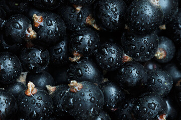 background of black currant berries macro