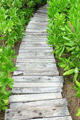 Wooden bridge walkway in garden with green leaves.