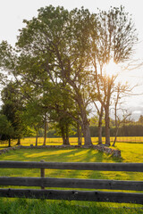 Sunny summer evening in countryside, large oak tree and a wooden fence, forest of oak trees. Selective focus.