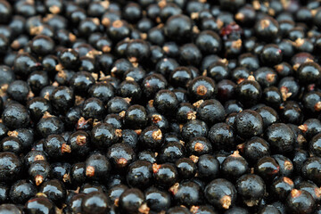 background of black currant berries macro