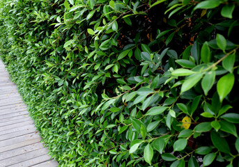 Wooden bridge walkway in garden with green leaves.