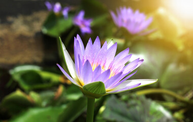 Obraz premium purple lotus flower in the pond