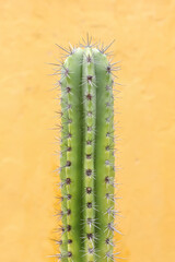 cactus on yellow wall background