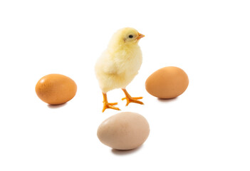 little chicken isolated
