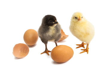 little chicken isolated