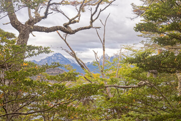 Argentina - a thicket in the national park.