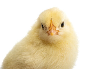 little chicken isolated