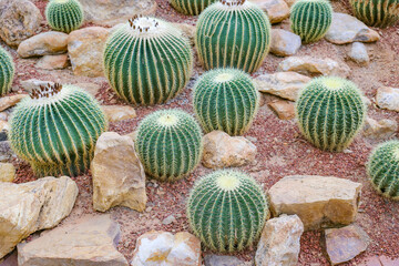 Golden Barrel Cactus in botany cactus garden.