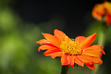 Mexican orange flower under sunlight on the black and green background
