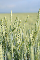 Wheat field in early summer closeup. Shallow depth of field