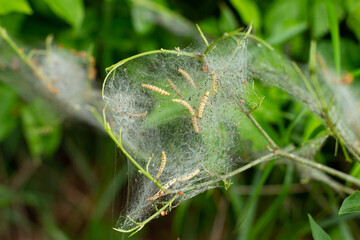 Close up of larvae of a ermine moth, Yponomeuta malinellus or Gespinstmotte