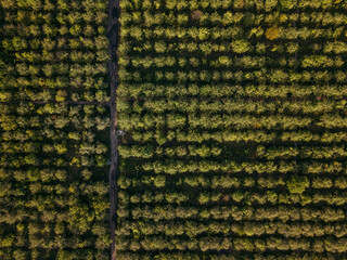 Agricultural fruit gardens, aerial top view from drone