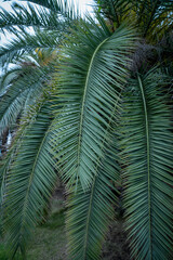 Fototapeta premium green tree vacation palm tree
