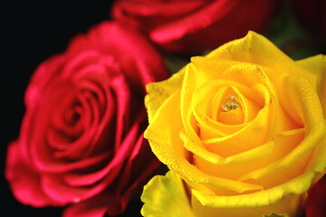 beautiful red and yellow roses