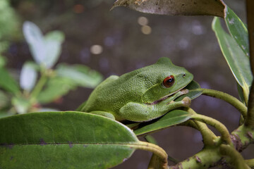 モリアオガエル