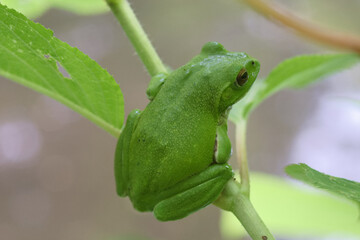 モリアオガエル