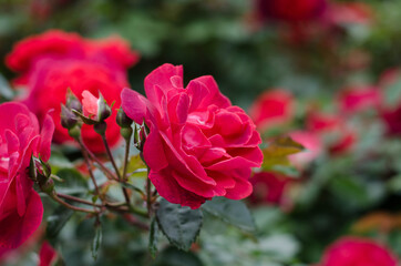 Tea rose bush. Red Rose. Red flowers.